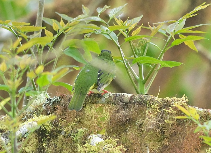 Groen-zwarte Cotinga